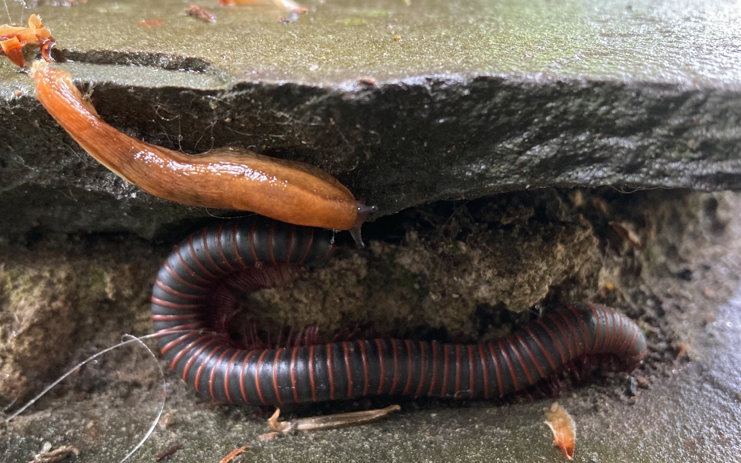 A slug spies on a snoozing millipede before moving on to more interesting endeavors.